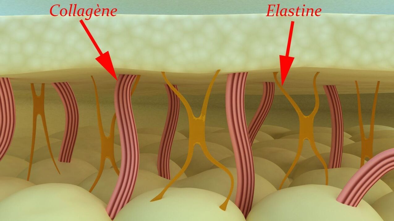 Kollagen og elastin - hudens strukturelle proteiner